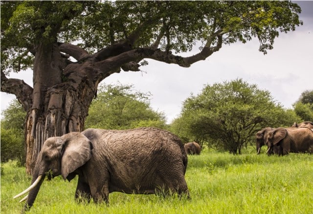 2 Days Safari to Tarangire lake Manyara Ngorongoro