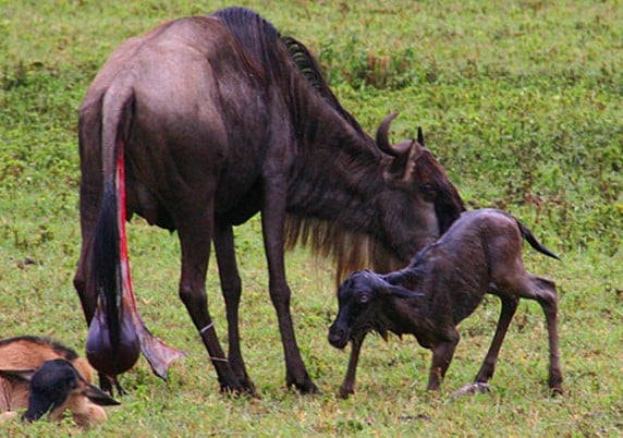 5 Days Ndutu Package Calving Season
